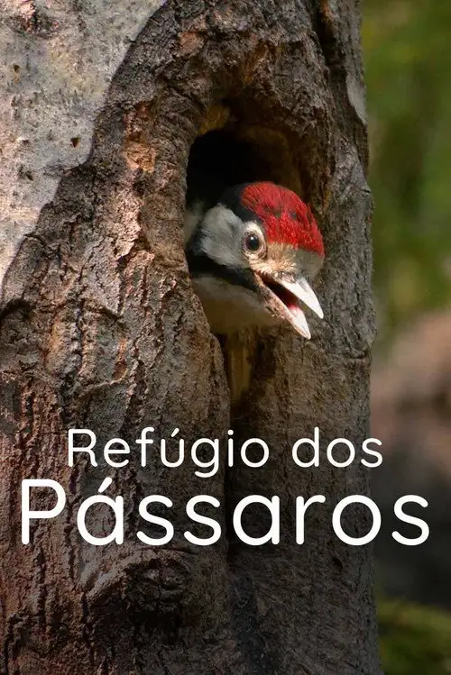 Assistir Refúgio dos Pássaros